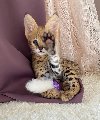 Nudimo mačiće rase Savannah, serval i karakal. ponuda Kućni ljubimci