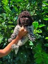 Lagotto Romagnolo štenci potreba Kućni ljubimci
