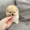 Pomeranian Puppy Available for Adoption 🐾 ponuda Kućni ljubimci