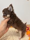 Chihuahua Puppy Available for Adoption 🐾 ponuda Kućni ljubimci