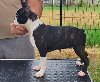 Boston terrier musko stene ponuda Kućni ljubimci
