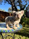 French Bulldog Puppy Available for Adoption 🐾 ponuda Kućni ljubimci