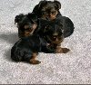 Yorkshire Terrier (Yorkie) Puppy Available for Ado ponuda Kućni ljubimci