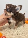 🐾 Chihuahua Puppy Available for Adoption 🐾 potreba Kućni ljubimci