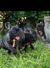 Francuski buldog ponuda Kućni ljubimci