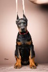 Doberman štenci ponuda Kućni ljubimci