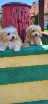 Maltipoo-Bipooo ponuda Kućni ljubimci
