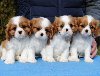 Dostupni štenci Cavalier King Charles spanijela ponuda Kućni ljubimci