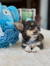 🐾 CHIHUAHUA PUPPY AVAILABLE FOR ADOPTION 🐾 ponuda Kućni ljubimci