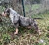 American bully pocket mužjak i ženka na prodaju potreba Kućni ljubimci