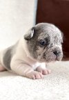 Francuski Buldog prelepi štenci potreba Kućni ljubimci