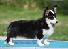 Velški korgi Welsh Corgi Pembroke potreba Kućni ljubimci