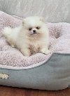 Teddy bear pomeranci, dve sestre potreba Kućni ljubimci