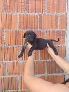 Cane Corso štenci šampionskog porekla! potreba Kućni ljubimci