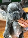 Francuski buldog sivi ponuda Kućni ljubimci