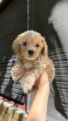 Maltipoo kucici potreba Kućni ljubimci