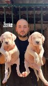Dogo Argentino štenci potreba Kućni ljubimci