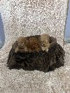 Toy pudle ekstra malog rasta ponuda Kućni ljubimci