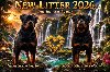 Rotvajler (Rottweiler) štenci ponuda Kućni ljubimci
