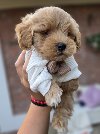Maltipoo bebe potreba Kućni ljubimci