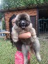 Kavkaski ovčar potreba Kućni ljubimci