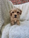 Maltipoo stenci spremni su za preuzimanje. potreba Kućni ljubimci