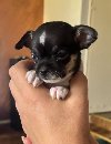 Čivava štene prelepa Civava Chihuahua apple head ponuda Kućni ljubimci