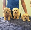 Prelepi Maltipoo štenci potreba Kućni ljubimci