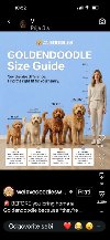 Goldendoodle štenci potreba Kućni ljubimci