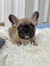 Francuski Buldog prelepi štenci potreba Kućni ljubimci