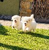 Coton de  Tulear (Tulearski pas) stenci na prodaju potreba Kućni ljubimci