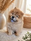 Predivan Chow Chow mužjak, star 3 meseca ponuda Kućni ljubimci