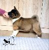 Američka akita, štenad ponuda Kućni ljubimci
