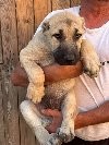 Kangal stenci potreba Kućni ljubimci