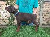 Doberman ponuda Kućni ljubimci
