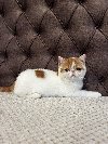 Egzotični kratkodlaki mačići (Exotic Shorthair) ponuda Kućni ljubimci