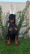 Doberman ženka ponuda Kućni ljubimci