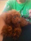 Crvena toy pudla potreba Kućni ljubimci