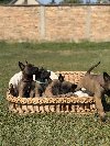 Belgijski Ovčar - Mailnoa potreba Kućni ljubimci