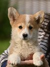 Velški korgi Welsh Corgi Pembroke potreba Kućni ljubimci