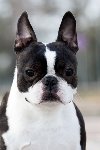 Boston terrier mužjak slobodan za parenje ponuda Kućni ljubimci