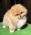 Pomeranski špic,Pomeranac,Pomeranian,Boo štenci potreba Kućni ljubimci