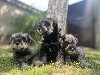 Patuljasti Šnaucer Miniature Schnauzer ponuda Kućni ljubimci