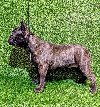 FRANCUSKI BULDOG - žensko štene ponuda Kućni ljubimci