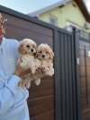 Maltipoo vrhunske  genetike ponuda Kućni ljubimci