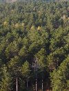 Plac: Lučić ograda - Divčibare potreba Plac i zemljište