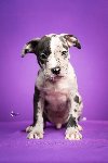 Štenci Pit Bull Merle dostupni za rezervaciju potreba Kućni ljubimci