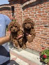 Predivni stenci toy pudle spremni za preuzimanje. potreba Kućni ljubimci