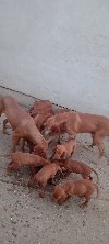 Madjarska Vizla stenci na prodaju ponuda Kućni ljubimci