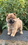 Chow Chow, Čau Čau štenci potreba Kućni ljubimci